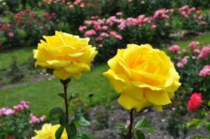 most-beautiful-rose-gardens-in-the-world-k0umet1x