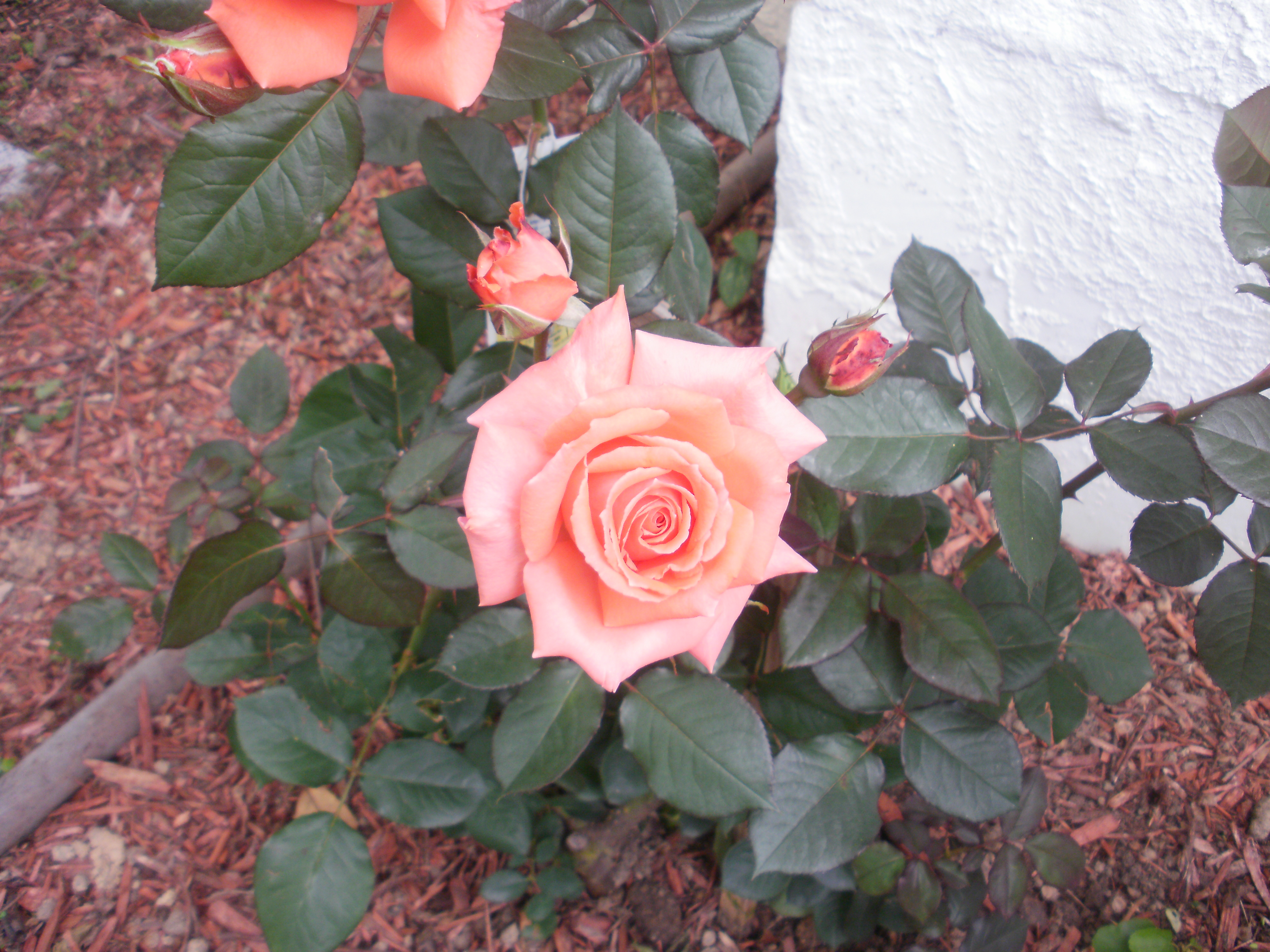 OLYMPUS DIGITAL CAMERA