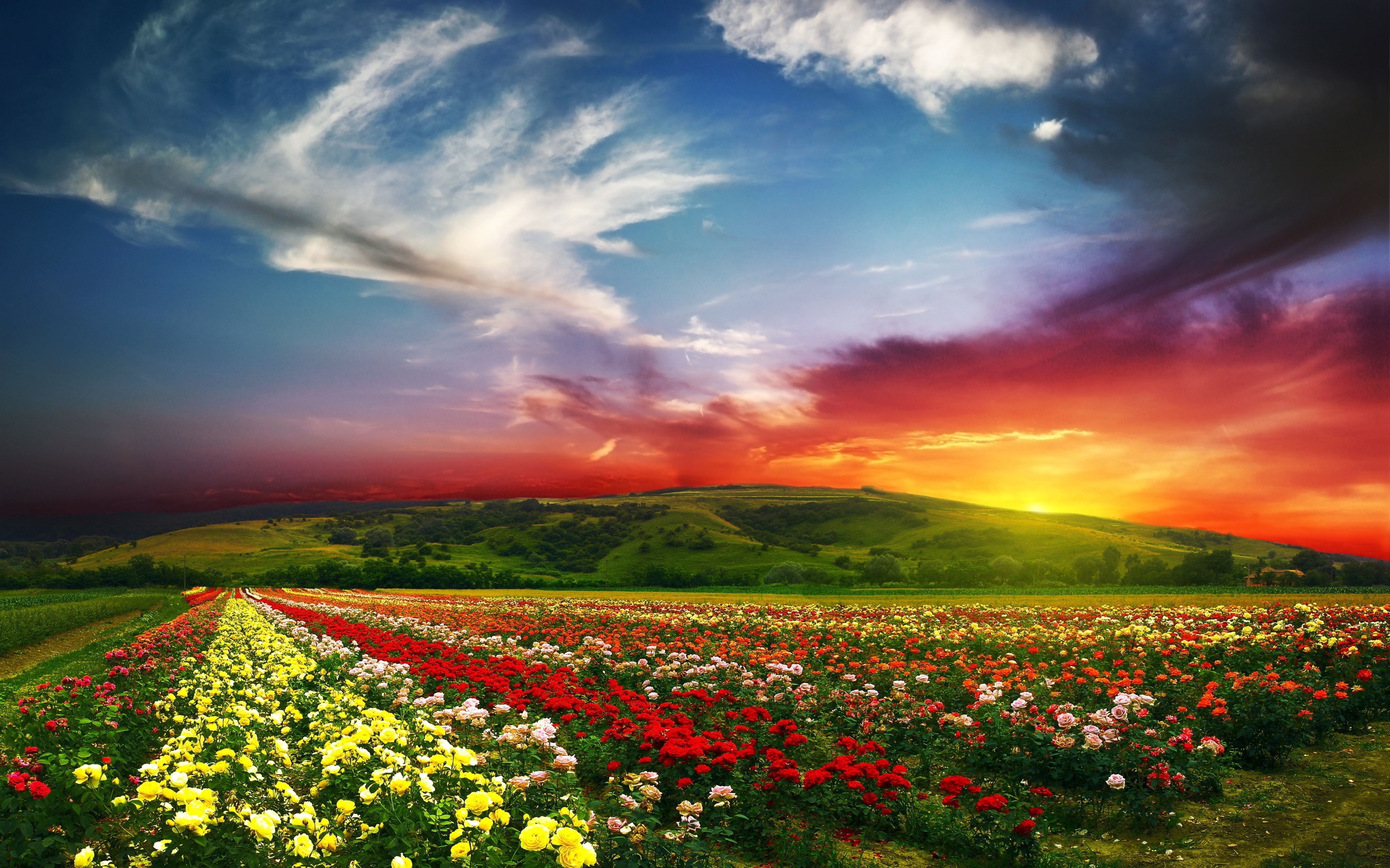 Flower-Fields-HD